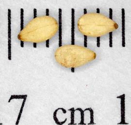   Seeds:   Sesamum indicum ; Photo by N. Diaz, USDA APHIS PPQ, imageID.idtools.org
